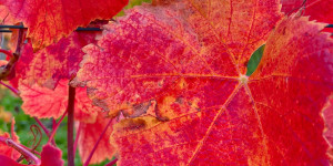 Newsletter Kulturelle Bildung - Oktober 2025 - Lübeck / Segeberg